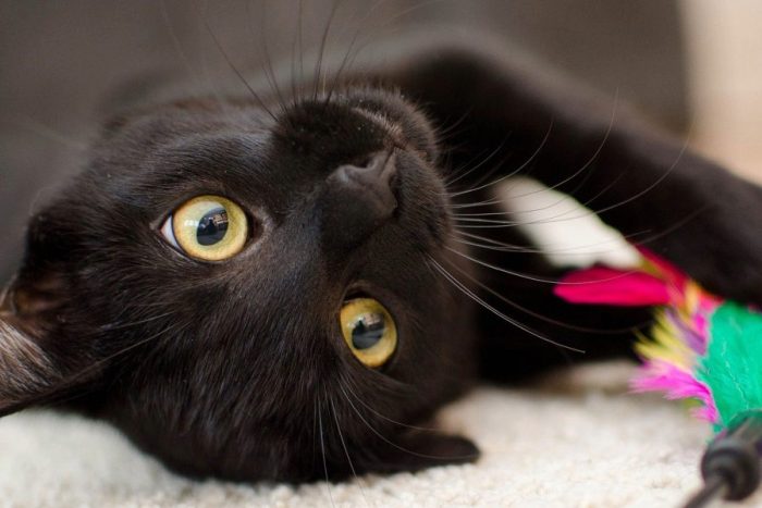 What’s it like to be a black cat?