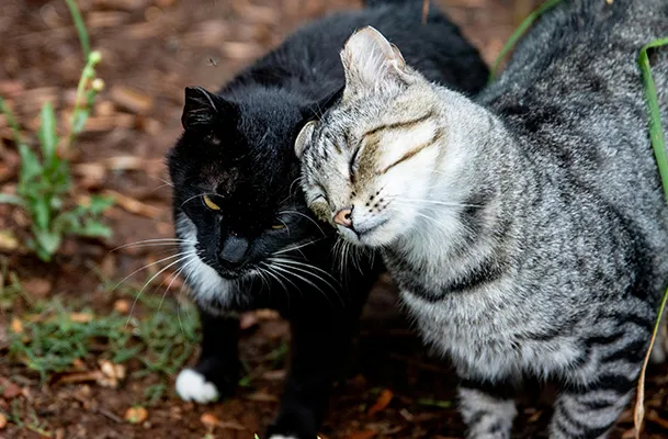 black-and-grey-cats-showing-affection