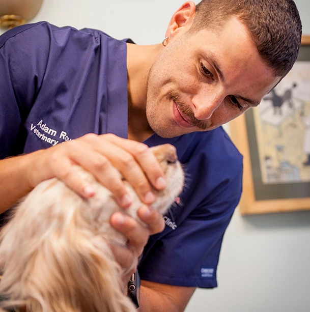 A veterinarian in blue scrubs gently examining a dog's mouth at a veterinary clinic.