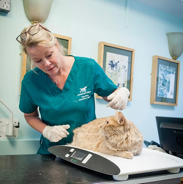 A veterinary nurse in green scrubs and gloves examining an orange tabby cat on a weighing scale at a veterinary clinic.