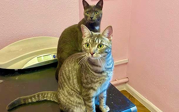 Image of Cats at London Vet Clinic