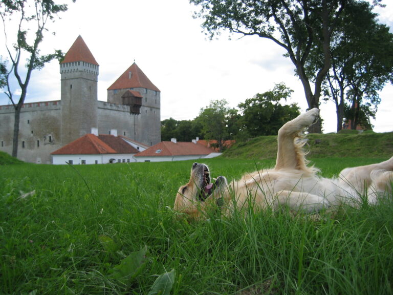 Macy Fogle enjoys a roll in the grass in Estonia