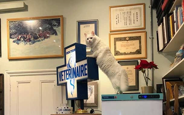 London Vet Clinic