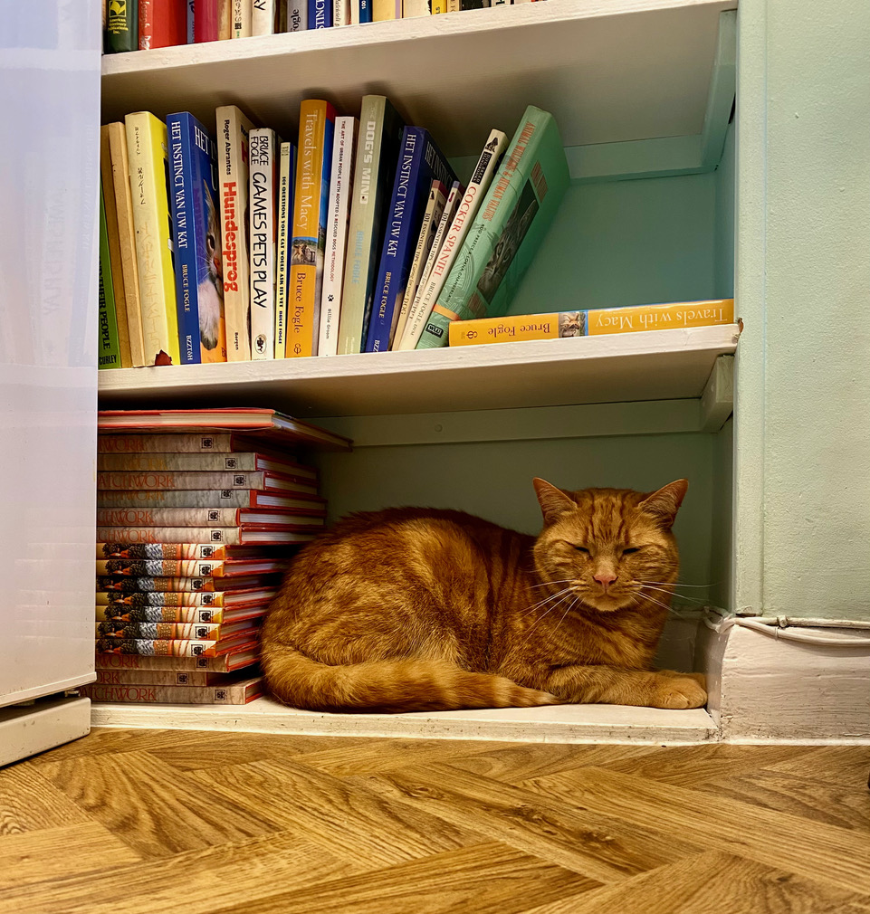 Staying at ground level reduces discomfort in older cats