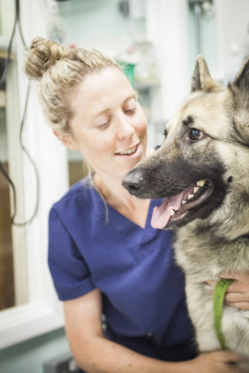 How to keep teeth and gums healthy - London Vet Clinic